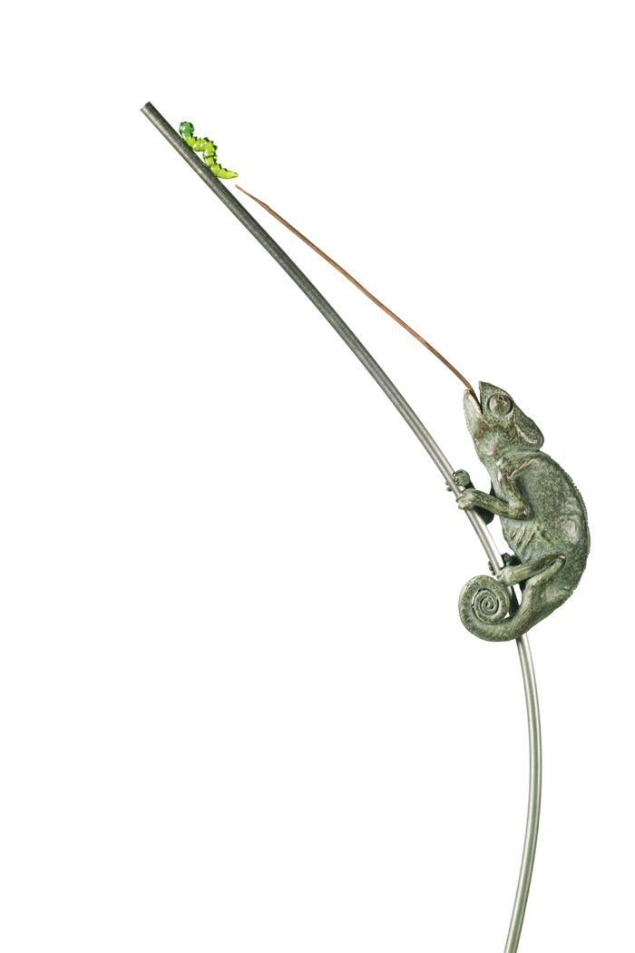 Chamäleon auf der Jagd im Haus